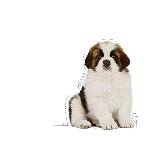 Royal Canin Puppy Giant Dog 13.6 Kg - Alimento Para Perro