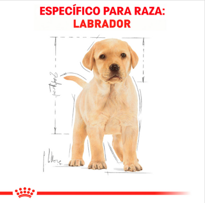 Royal Canin Labrador Retriever Puppy 13.61 Kg - Alimento Para Cachorro